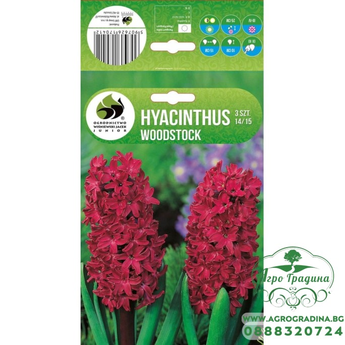 Зюмбюл Уудсток Hyacinthus Woodstock - 3 бр луковици Зюмбюл Уудсток Hyacinthus Woodstock - 3 бр луковици