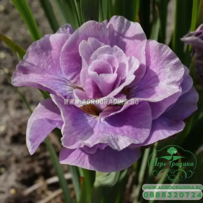 Ирис Перфектно розов Iris Pink Parfait - 1 бр луковица