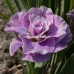 Ирис Перфектно розов Iris Pink Parfait - 1 бр луковица – Пролетни луковици