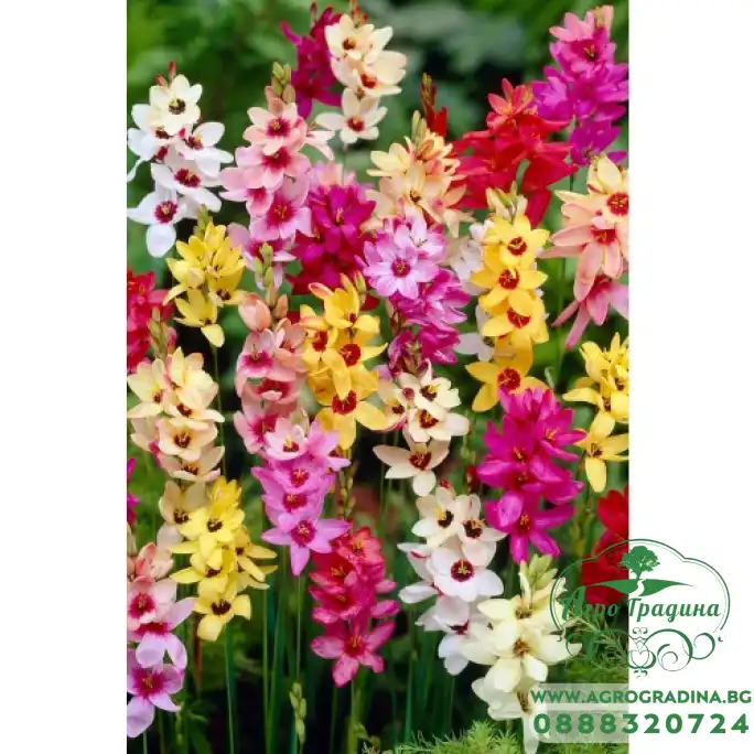 Иксия Микс Ixia Mix - 10 бр луковици