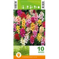 Иксия Микс Ixia Mix - 10 бр луковици