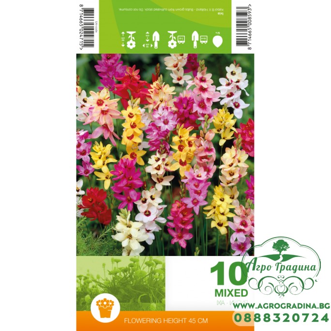 Иксия Микс Ixia Mix - 10 бр луковици