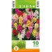 Иксия Микс Ixia Mix - 10 бр луковици – Есенни луковици