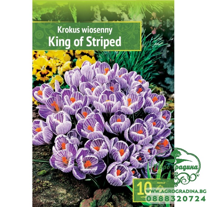Минзухар Краля на райетата / King of the striped - 10 бр луковици