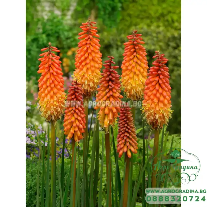 Книфофия Алказар / Kniphofia Alcazar - 1 бр луковица