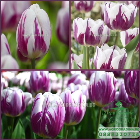 Лале Пламтящо знаме / Tulipa flaming flag - 5 бр луковици