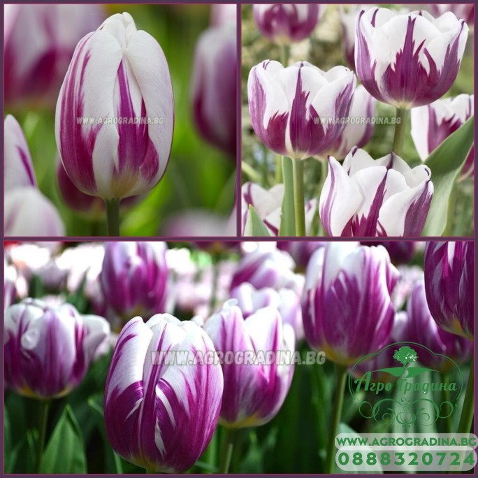 Лале Пламтящо знаме / Tulipa flaming flag - 5 бр луковици