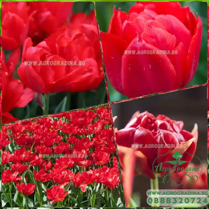 Лале Абба Tulipa Abba - 5 бр луковици Лале Абба Tulipa Abba - 5 бр луковици