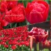 Лале Абба Tulipa Abba - 5 бр луковици – Есенни луковици
