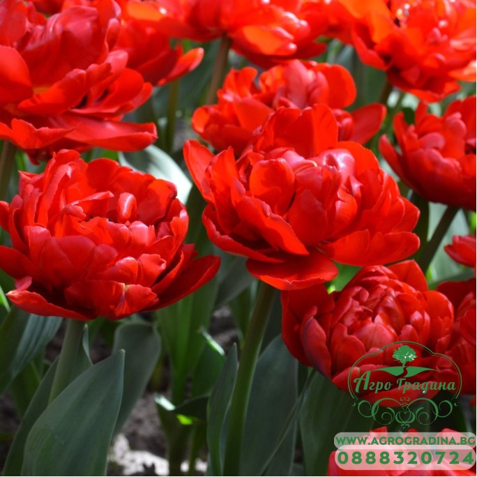 Лале Абба Tulipa Abba - 5 бр луковици Лале Абба Tulipa Abba - 5 бр луковици