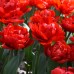 Лале Абба Tulipa Abba - 5 бр луковици – Есенни луковици