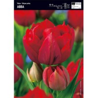 Лале Абба Tulipa Abba - 5 бр луковици