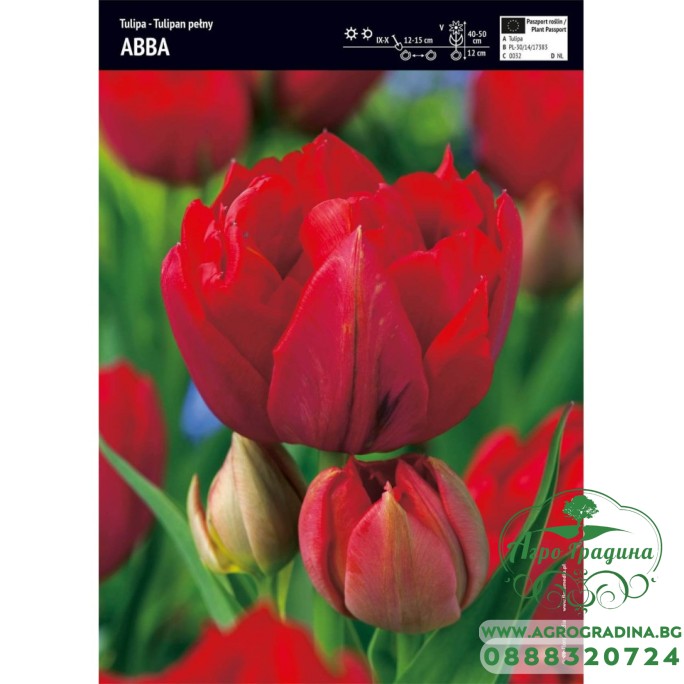 Лале Абба Tulipa Abba - 5 бр луковици Лале Абба Tulipa Abba - 5 бр луковици