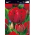 Лале Абба Tulipa Abba - 5 бр луковици – Есенни луковици
