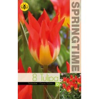 Лале Пламъци мистерия / Tulipa flames mystery - 8 бр луковици