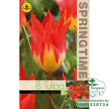 Лале Пламъци мистерия / Tulipa flames mystery - 8 бр луковици