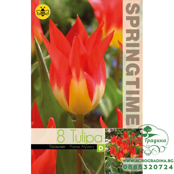 Лале Пламъци мистерия / Tulipa flames mystery - 8 бр луковици
