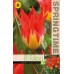 Лале Пламъци мистерия / Tulipa flames mystery - 8 бр луковици