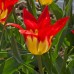 Лале Пламъци мистерия Tulipa flames mystery - 8 бр луковици – Есенни луковици