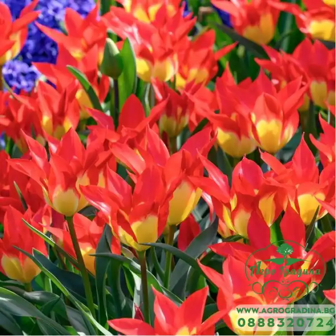 Лале Пламъци мистерия Tulipa flames mystery - 8 бр луковици Лале Пламъци мистерия Tulipa flames mystery - 8 бр луковици