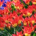 Лале Пламъци мистерия Tulipa flames mystery - 8 бр луковици – Есенни луковици