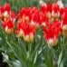 Лале Пламъци мистерия Tulipa flames mystery - 8 бр луковици – Есенни луковици