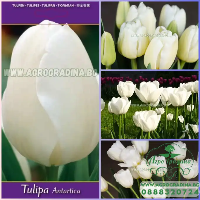 Лале Антарктика Tulipa Antarctica - 5 бр луковици Лале Антарктика Tulipa Antarctica - 5 бр луковици