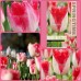 Лале Сладък рай / Tulipa sweet paradise - 8 бр луковици