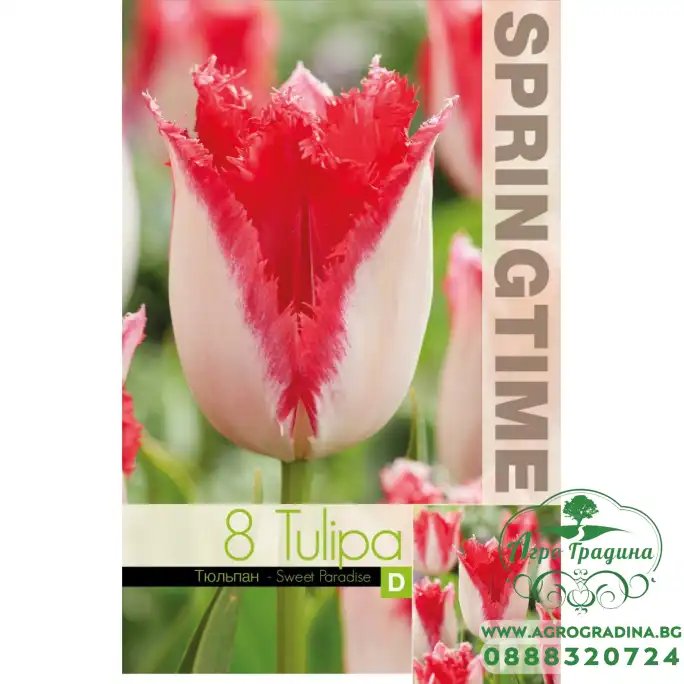 Лале Сладък рай Tulipa sweet paradise - 8 бр луковици Лале Сладък рай Tulipa sweet paradise - 8 бр луковици