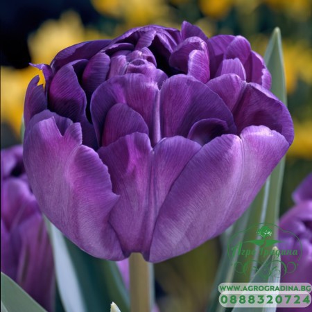 Лале Син диамант / Tulipa Blue diamond - 5 бр луковици