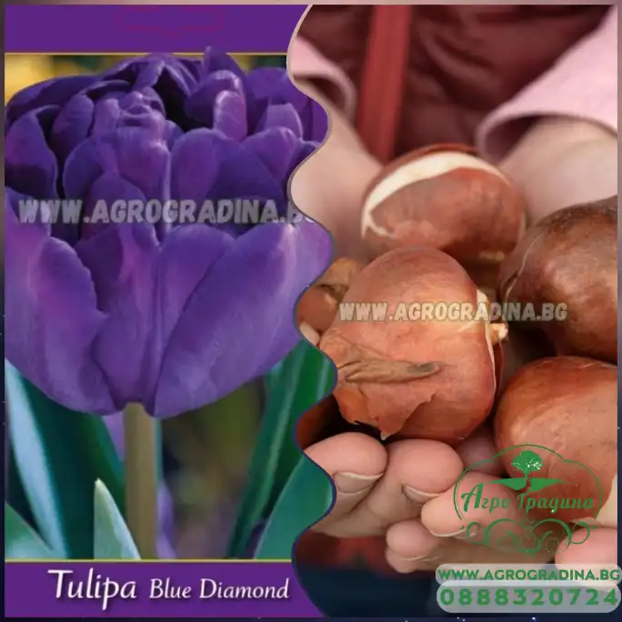 Лале Син диамант Tulipa Blue diamond - 5 бр луковици Лале Син диамант Tulipa Blue diamond - 5 бр луковици