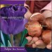Лале Син диамант Tulipa Blue diamond - 5 бр луковици – Есенни луковици