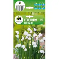 Блатно Кокиче Leucojum aestivum - 3 бр луковици