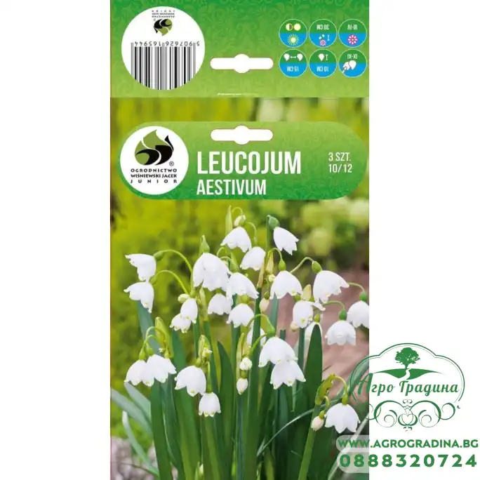 Блатно Кокиче Leucojum aestivum - 3 бр луковици Блатно Кокиче Leucojum aestivum - 3 бр луковици