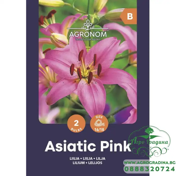 Лилиум Розов Lilium Asiatic Pink - 2 бр луковици