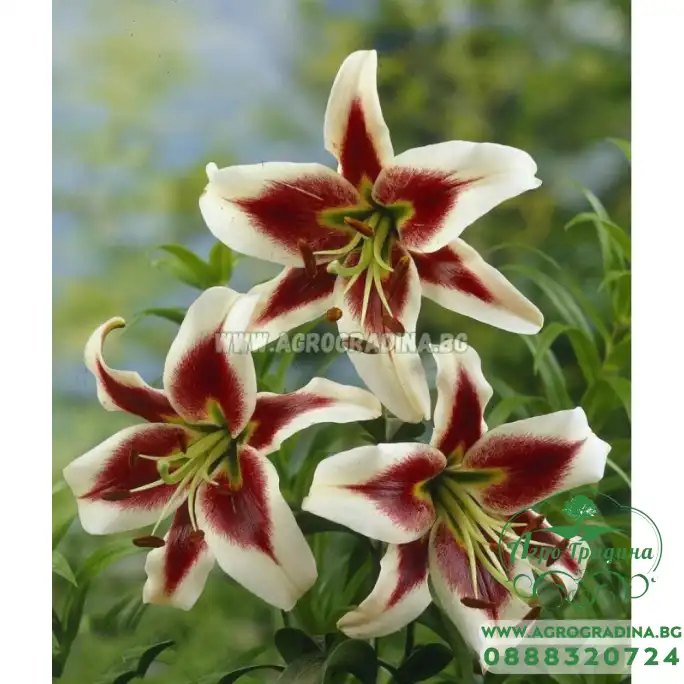 Лилиум Мечтата на Бевърли / Lilium Beverly dream - 1 бр луковица