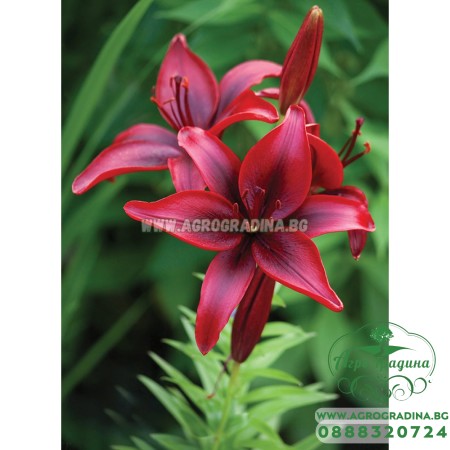 Лилиум Black Out /  Lilium L - 2 бр луковици
