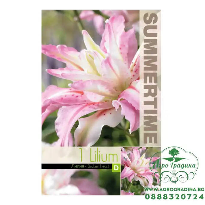 Лилиум Разбито сърце / Lilium Broken heart - 1 бр луковица