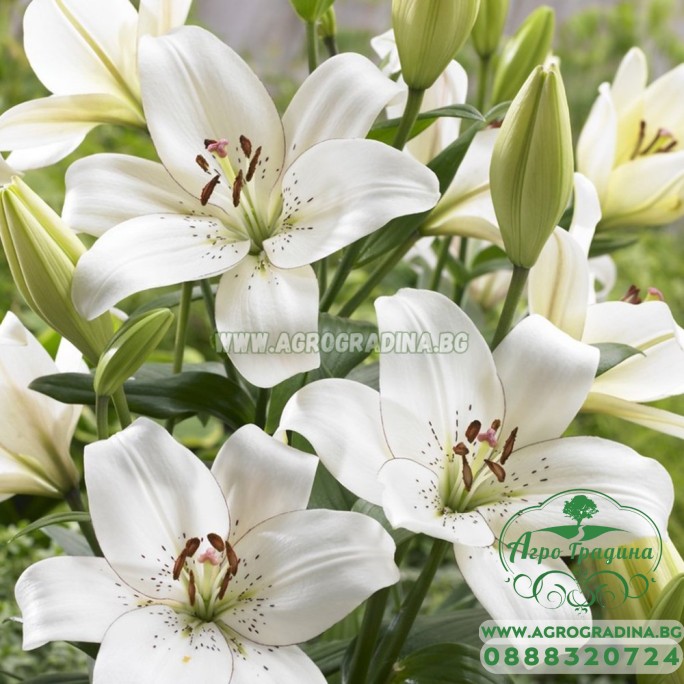 Лилиум Очна линия /  Lilium Eyeliner - 3 бр луковици