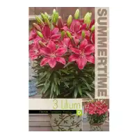 Лилиум Фантастична Малина Lilium Fantastic Raspberry - 3 бр луковици