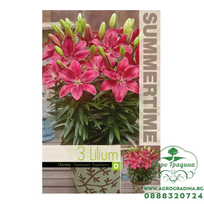 Лилиум Фантастична Малина / Lilium Fantastic Raspberry - 3 бр луковици