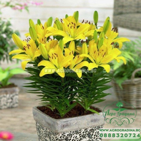 Лилиум Goldwing / Lilium L  - 1 бр луковица