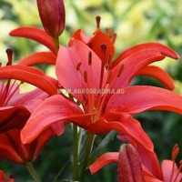 Лилиум Гран Парадизо / Lilium Gran Paradiso - 2 бр луковици