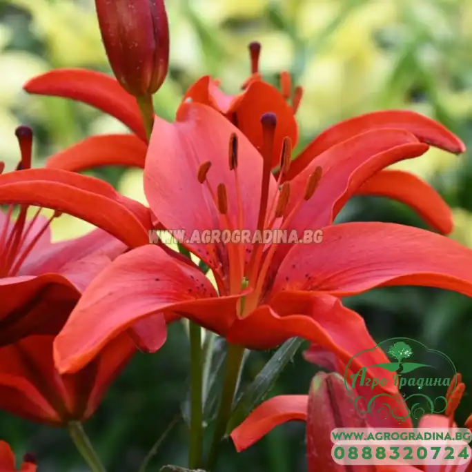 Лилиум Гран Парадизо Lilium Gran Paradiso - 2 бр луковици