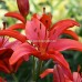Лилиум Гран Парадизо Lilium Gran Paradiso - 2 бр луковици – Пролетни луковици