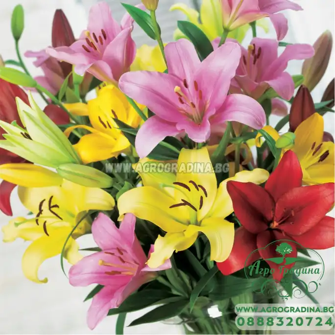 Лилиум Микс L.A. Lilium Mixed L.A. - 3 бр луковици Лилиум Микс L.A. Lilium Mixed L.A. - 3 бр луковици