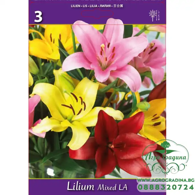 Лилиум Микс L.A. Lilium Mixed L.A. - 3 бр луковици Лилиум Микс L.A. Lilium Mixed L.A. - 3 бр луковици