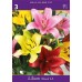 Лилиум Микс L.A. Lilium Mixed L.A. - 3 бр луковици – Пролетни луковици