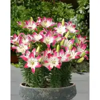 Лилиум Близалка Lilium Lollypop - 2 бр луковици