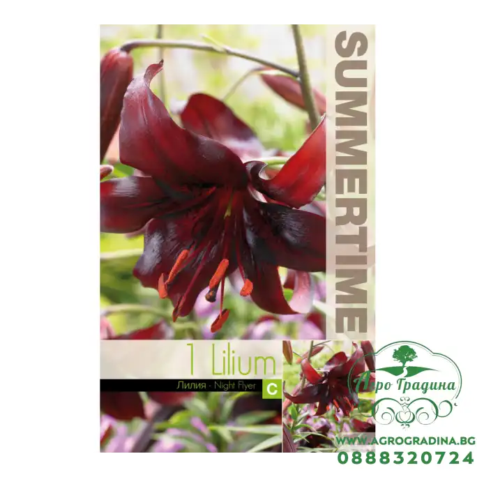 Лилиум Night Flyer / Lilium  L - 1 бр луковица
